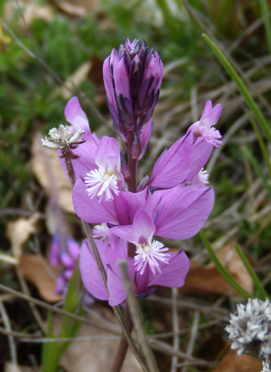 Polygala major / Poligala maggiore